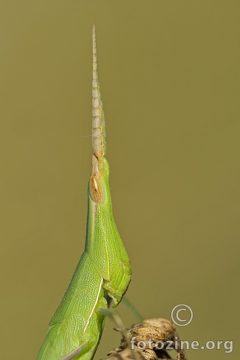  Acrida ungarica - Slunt Faced Grasshopper #2