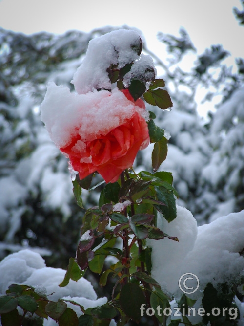 Rose