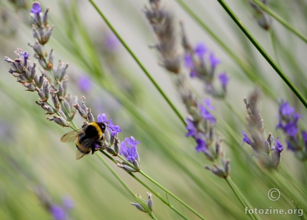 Bumbar i lavanda