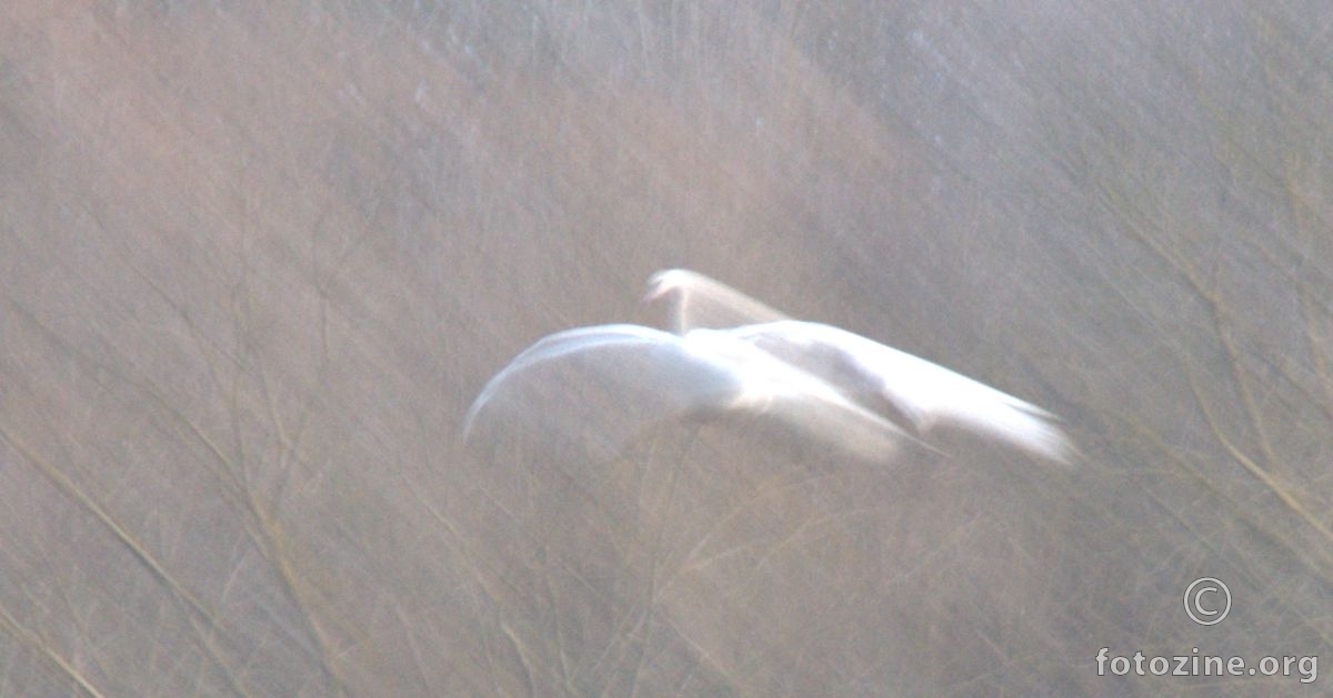 Spirit