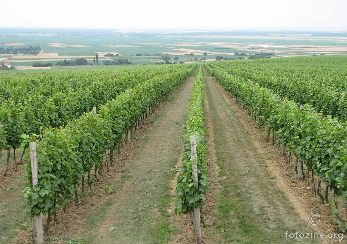 baranjski vinogradi