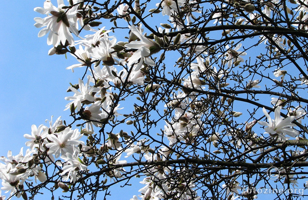 magnolija stellata