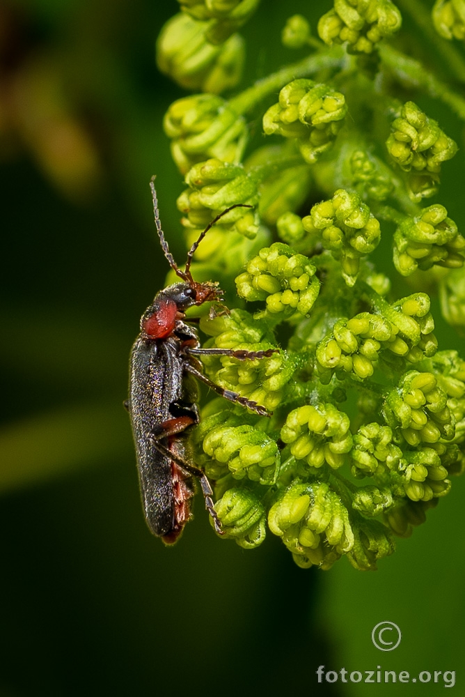 Cantharis fusca