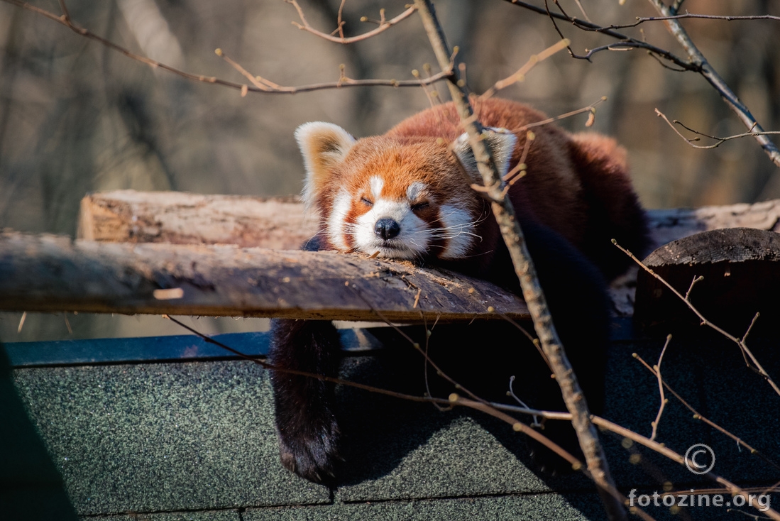 Crveni panda