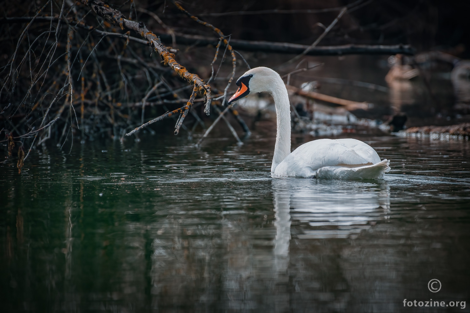 Labuđe jezero..