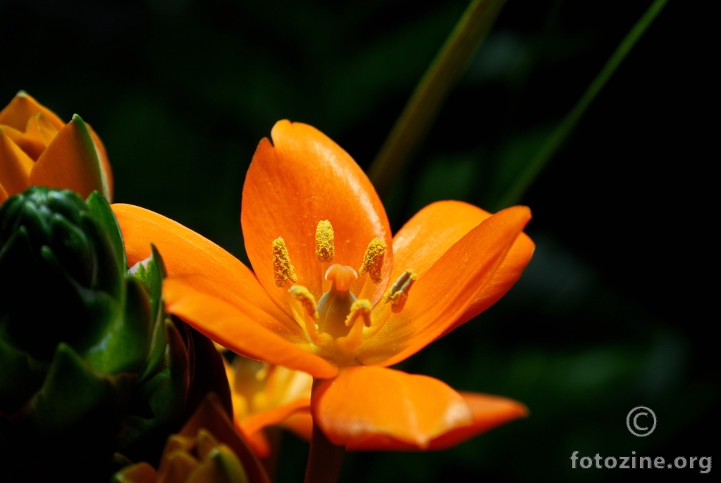 Sunčeva zvijezda (Ornithogalum dubium)