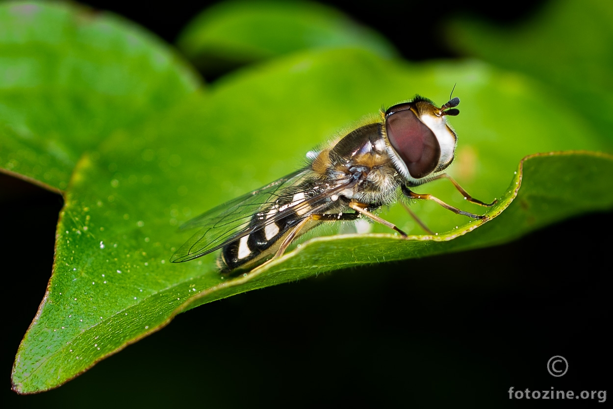 Osolika muha (Diptera: Syrphidae)