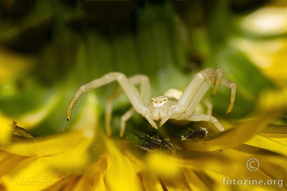 bijeli spider (crab spider) hvala M4RiO za info :)