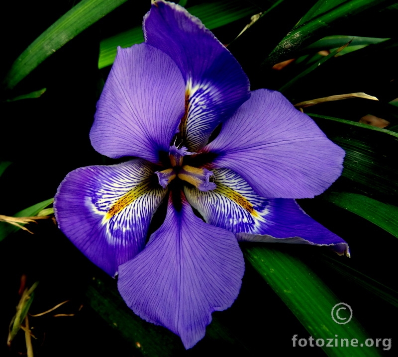 Iris unguicaris