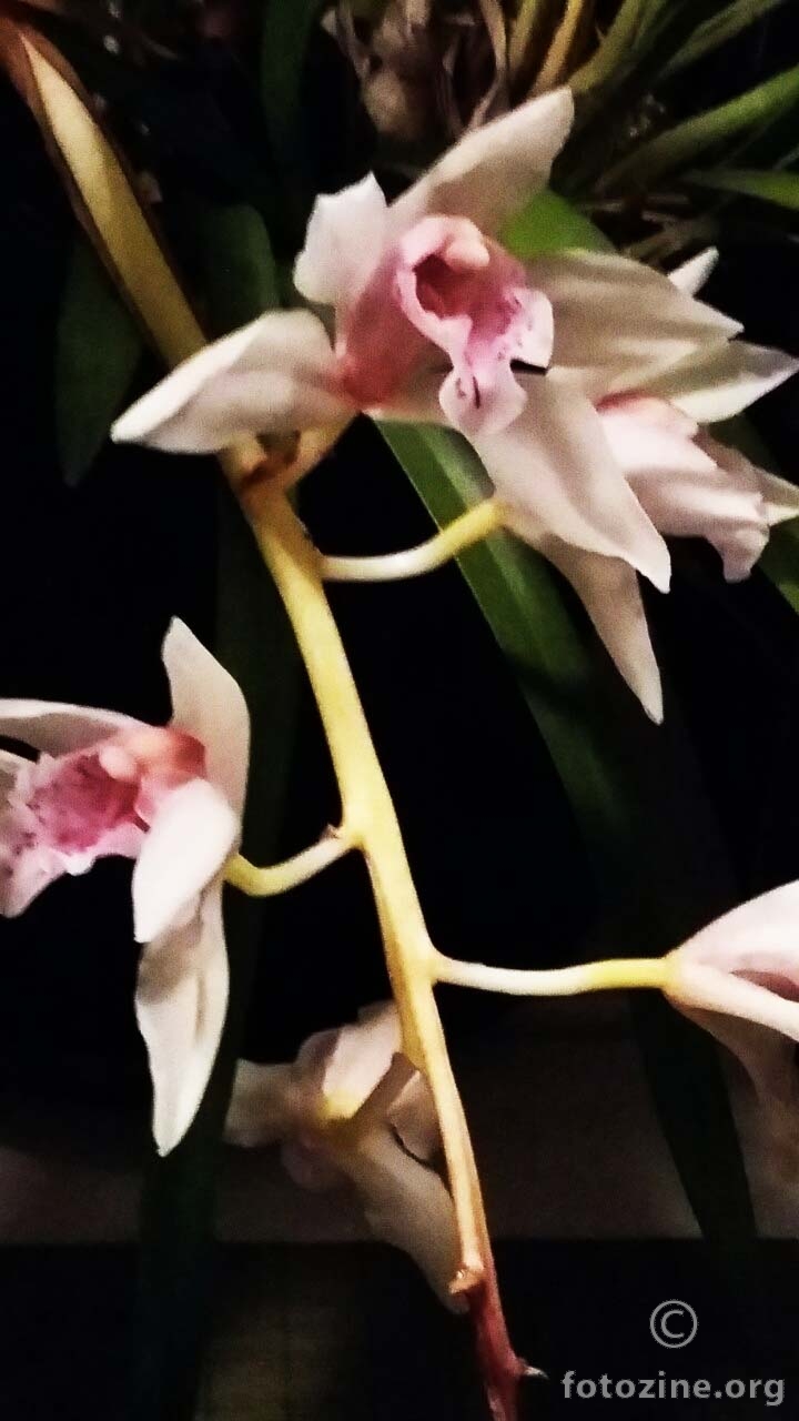 moje orhideje...