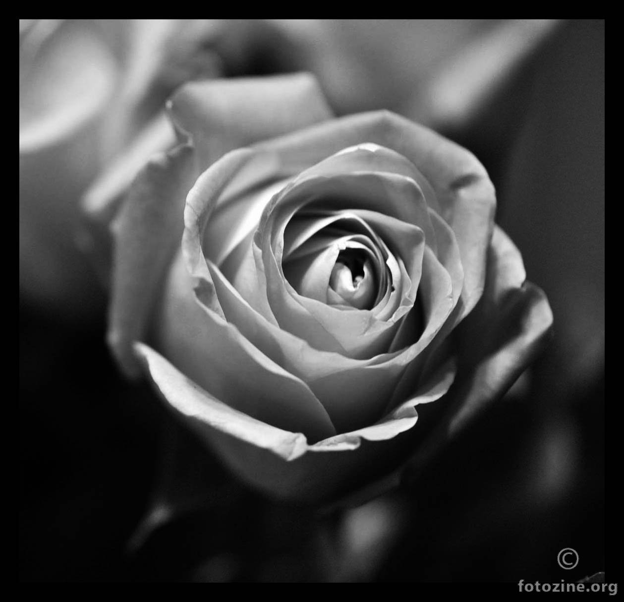 ruža za Mariju Braut