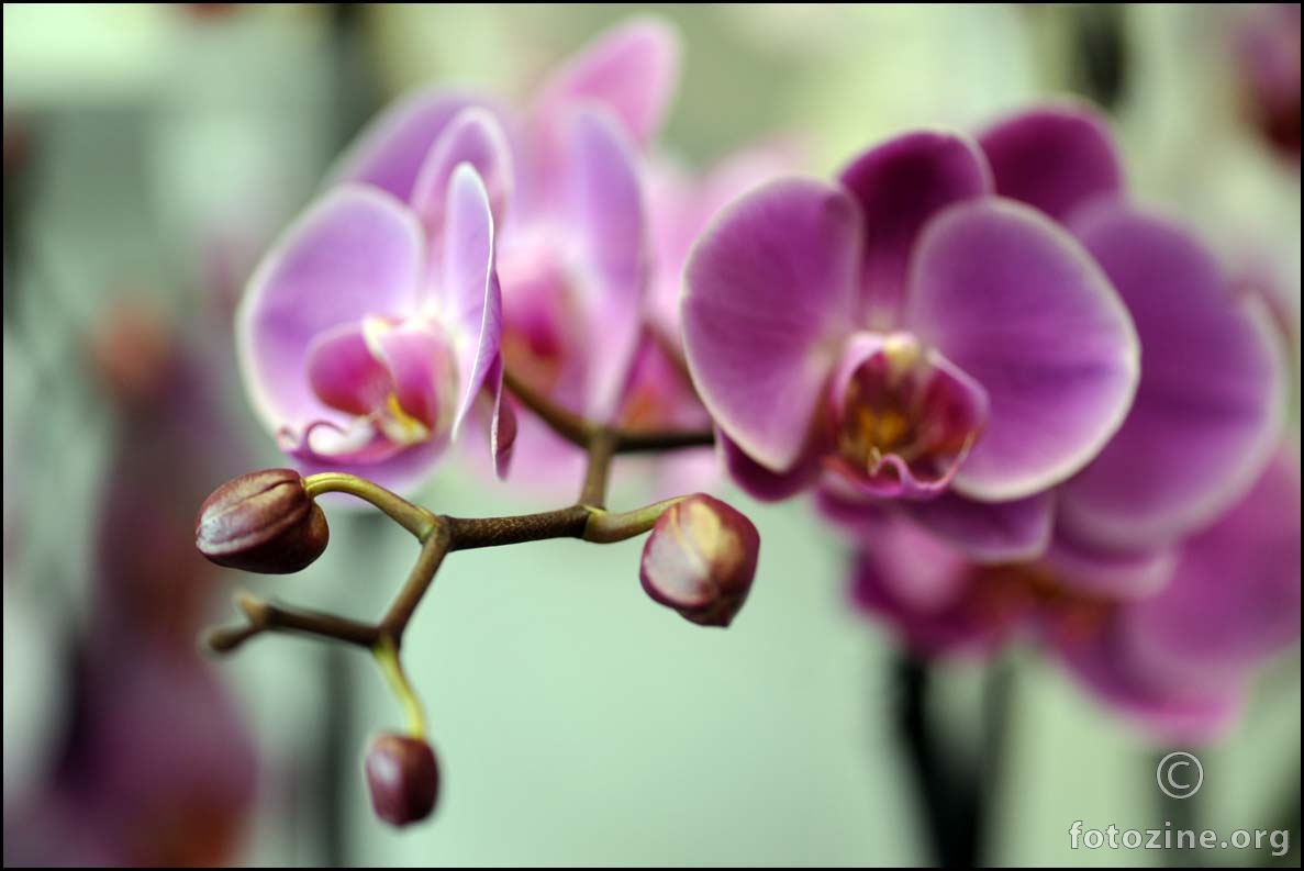 rsapupana orhideja