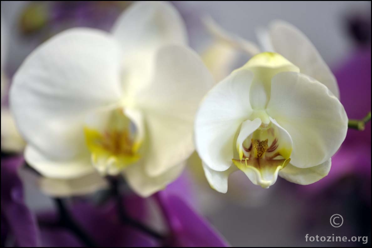 bijela orhideja