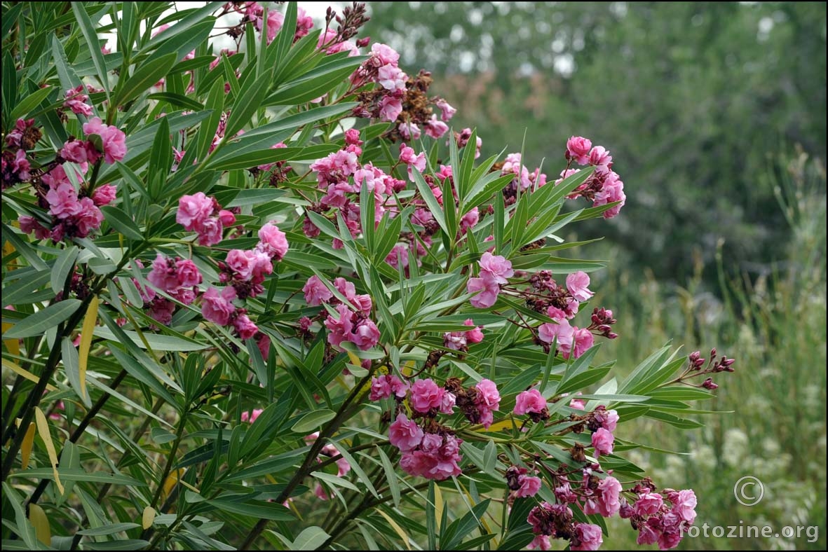 oleander u cvatu