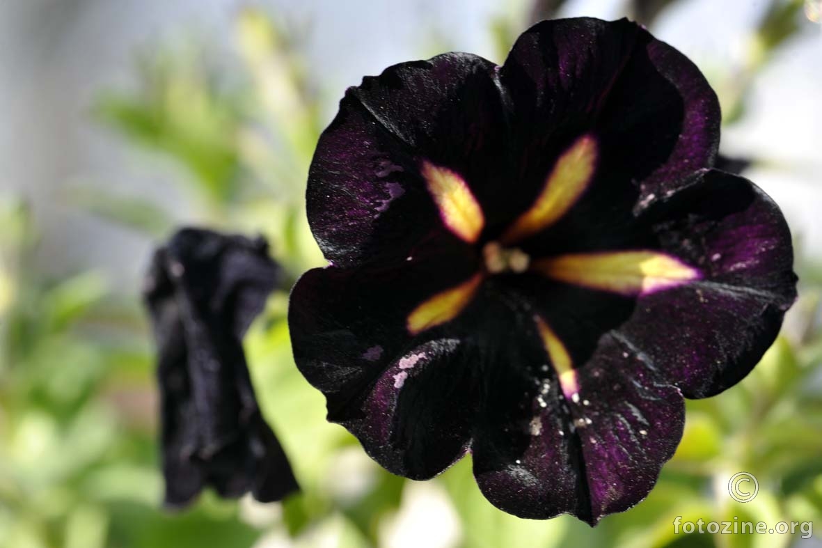 skoro crni cvijet