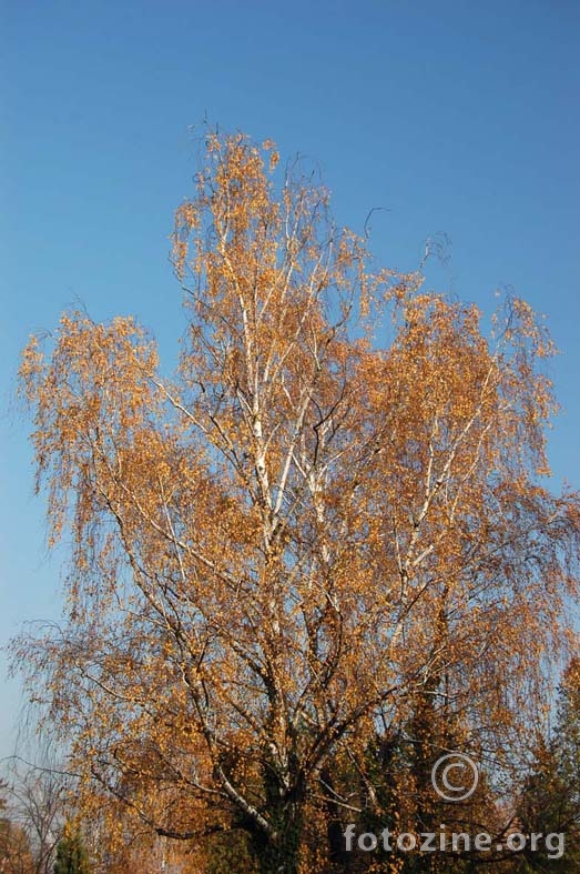 jesen jedne breze