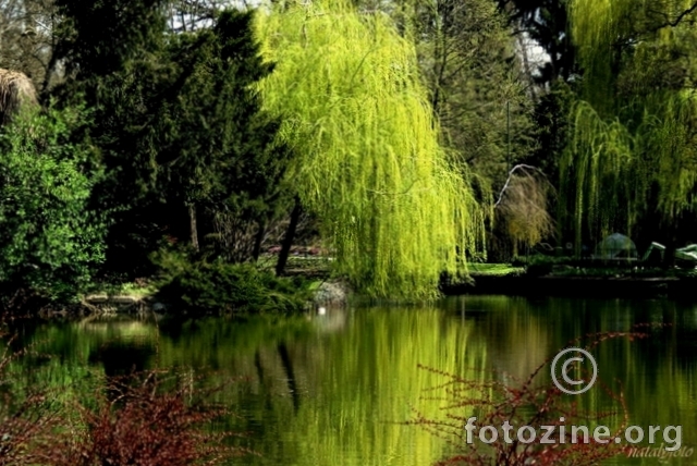 Maksimir