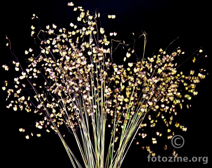 foto br. 722297