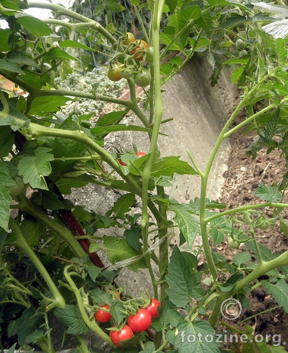 mimi paradajz