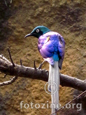 Cossypha niveicapilla.