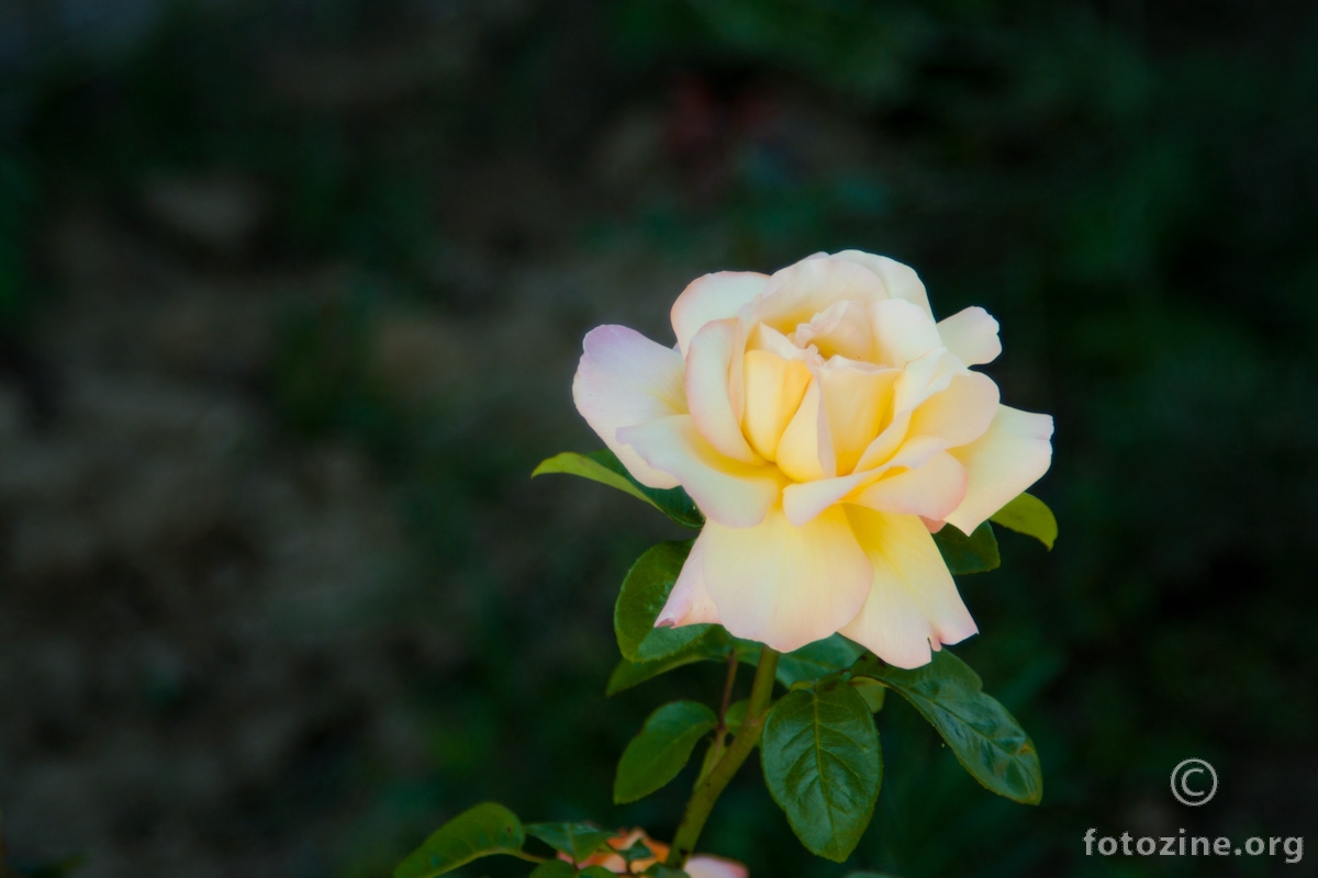 Roža žuta