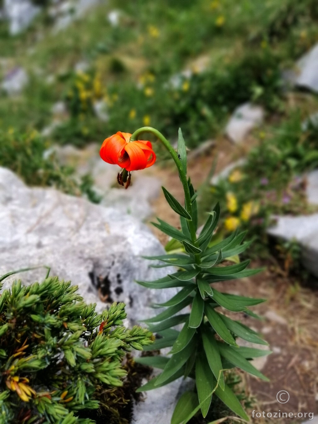 Kranjski ljiljan