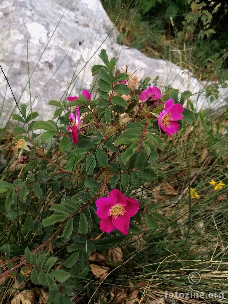 Planinska ruža