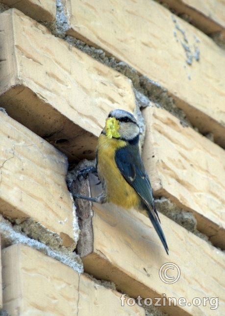 Ptičica na ulazu u gnijezdo