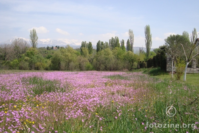 proljeće u Hercegovini