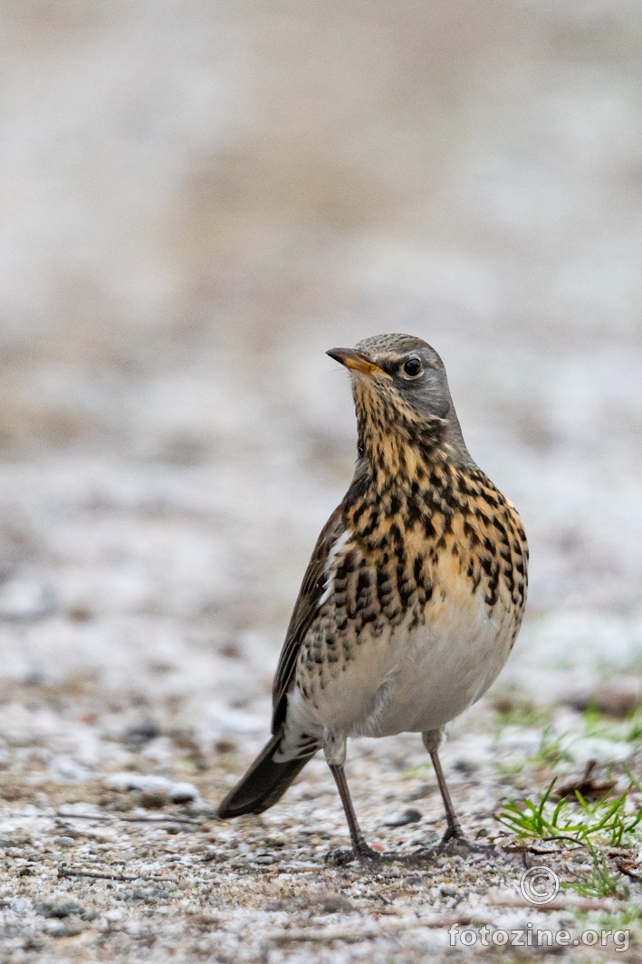 Drozd bravenjak ,Turdus pilaris