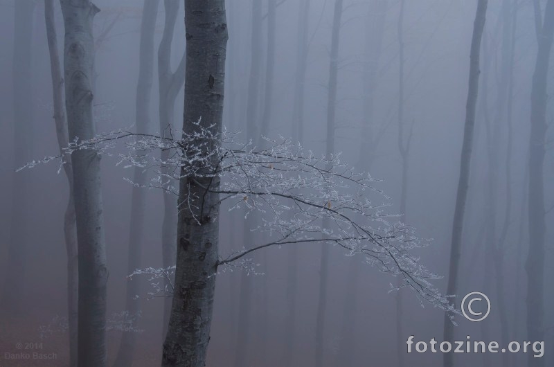 Smrznuta grana, magla, Sljeme