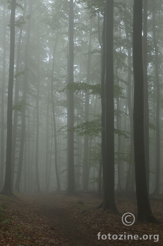 Šuma u magli