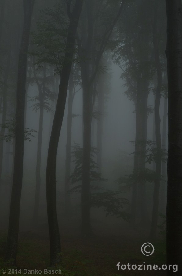 Magla u šumi 2