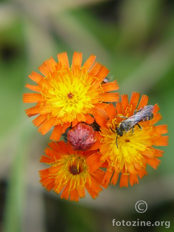 Narančasti cvijet + kukac