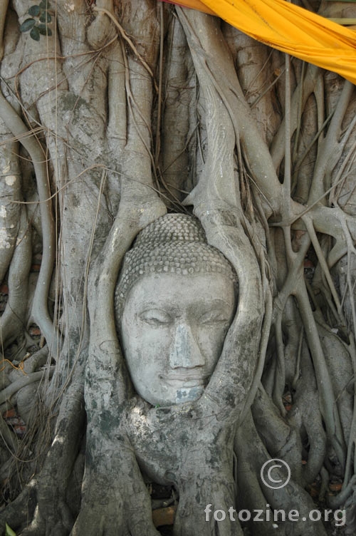 Buddha tree