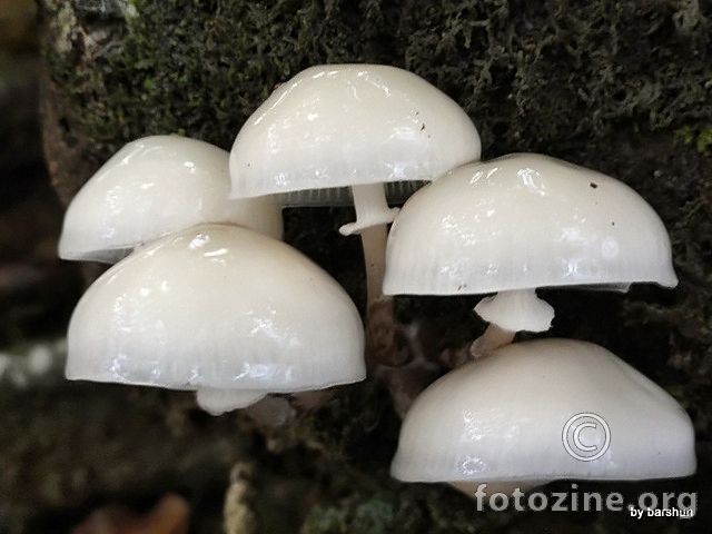 bijele gljive