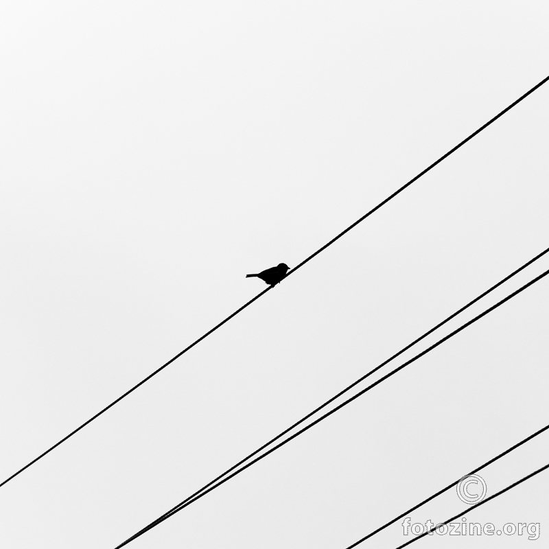 Ptica i žica