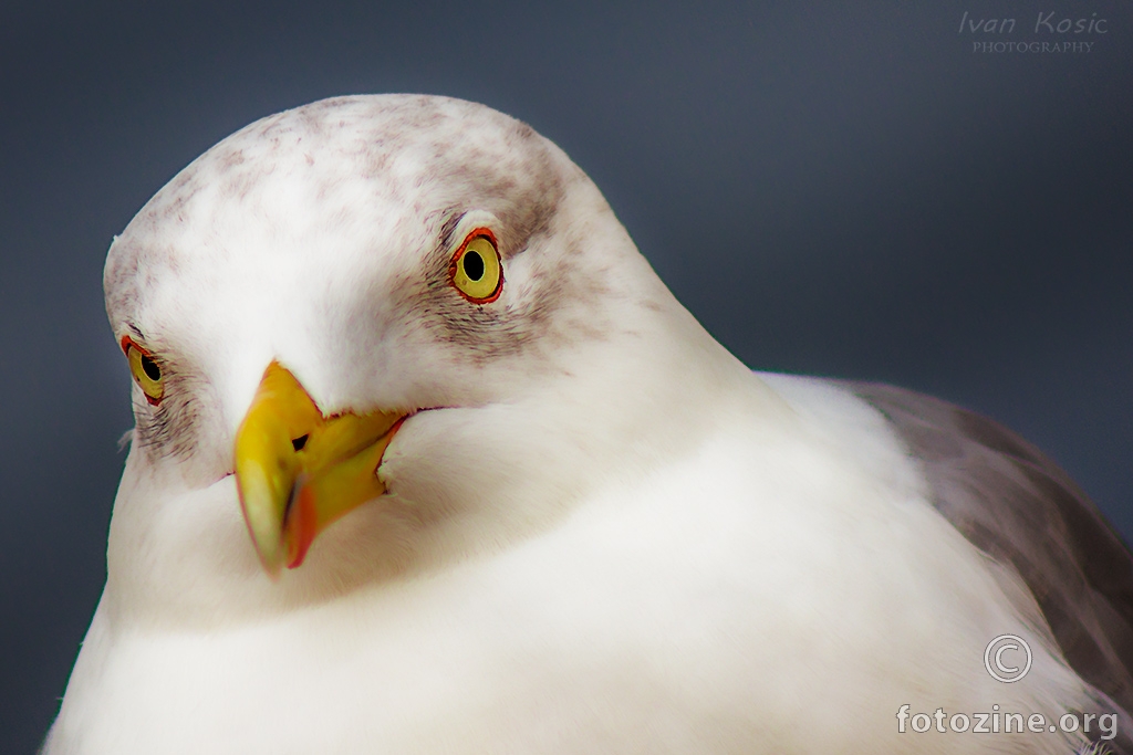 Portrait of a seagull..