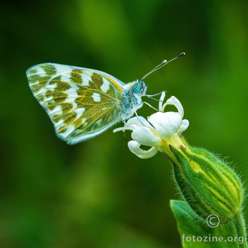 istočni zeleni bijelac (Pontia edusa)