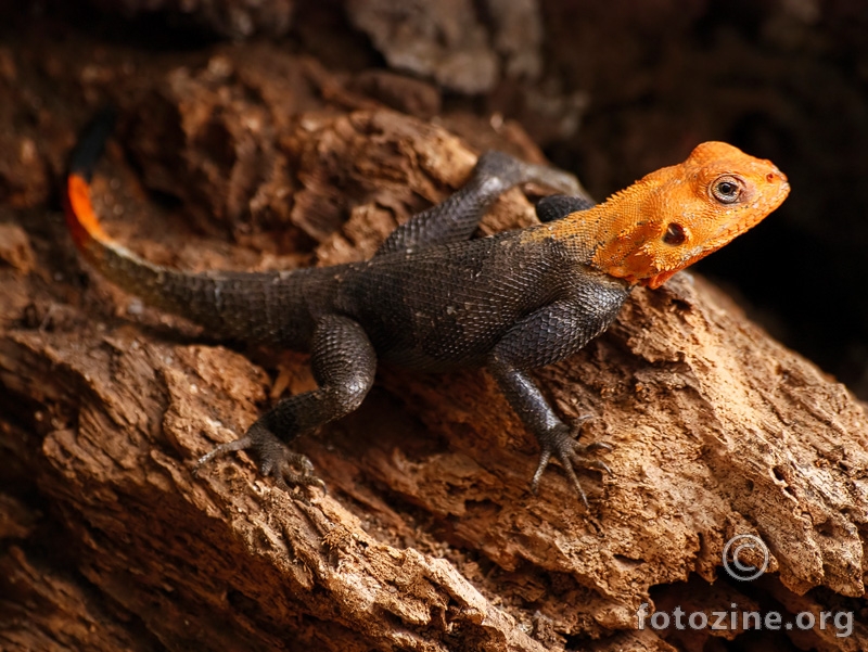 Red Headed Agama