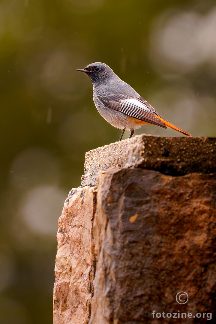 Mrka crvenrepka (Phoenicurus ochruros)