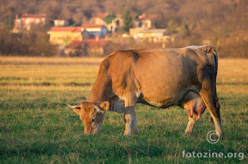 Na Grobničkom polju