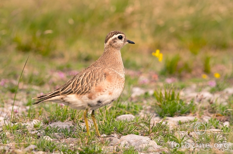 Šareni kulik (Charadrius morinellus)