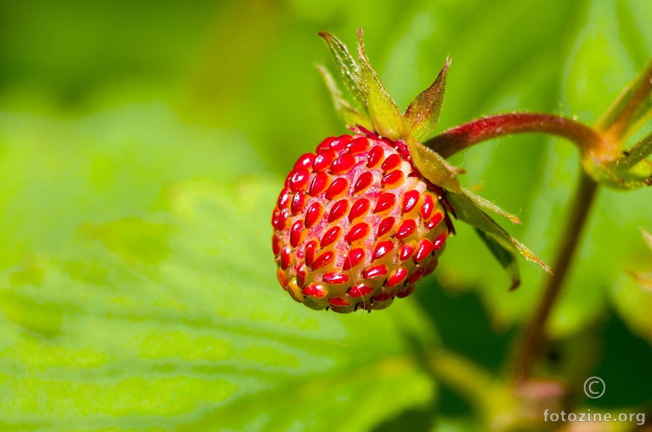 Šumska jagodica