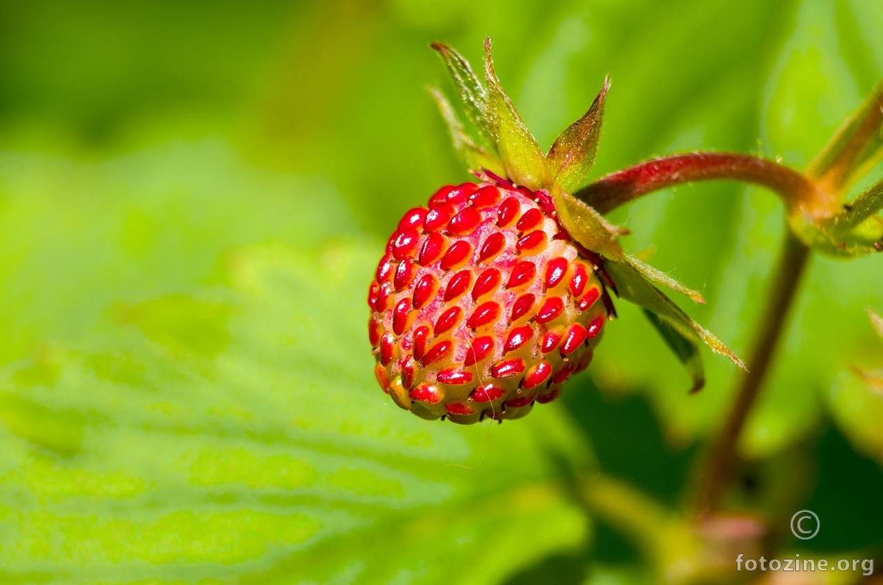 Šumska jagodica