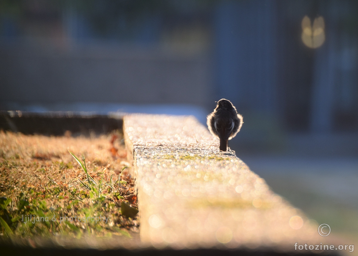 in the morning light 