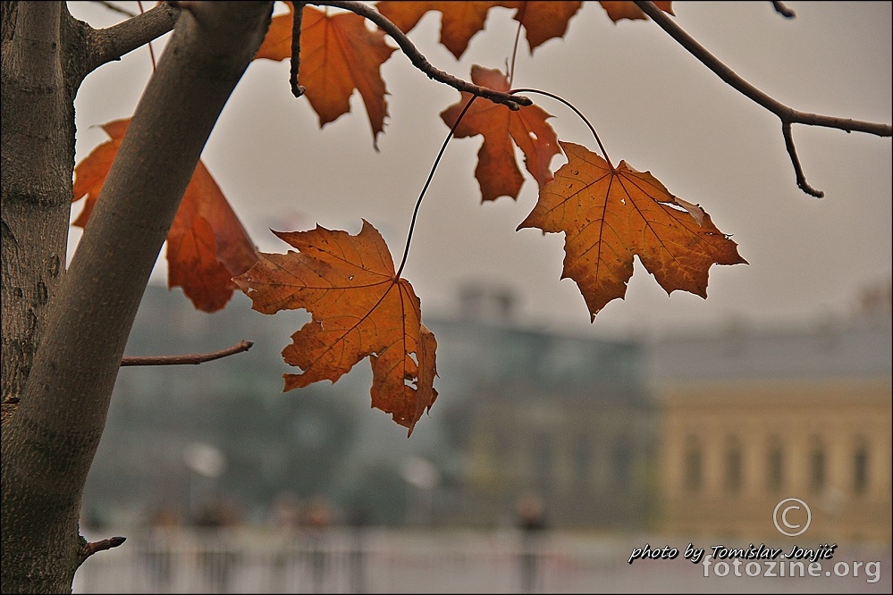 Jesen u Vukovaru ..