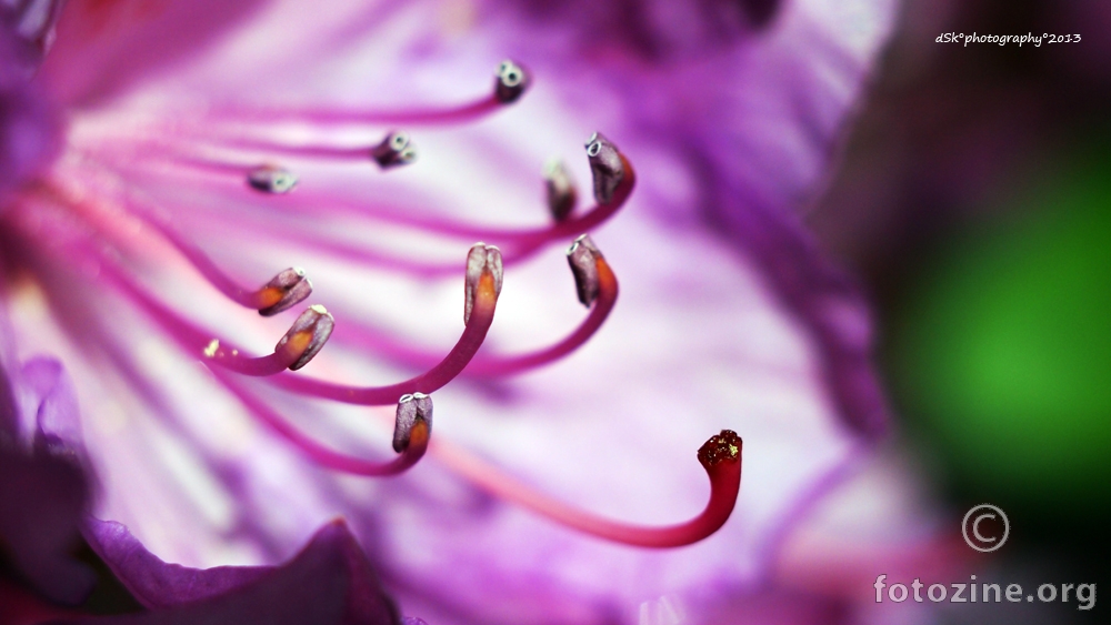 purple tentacles