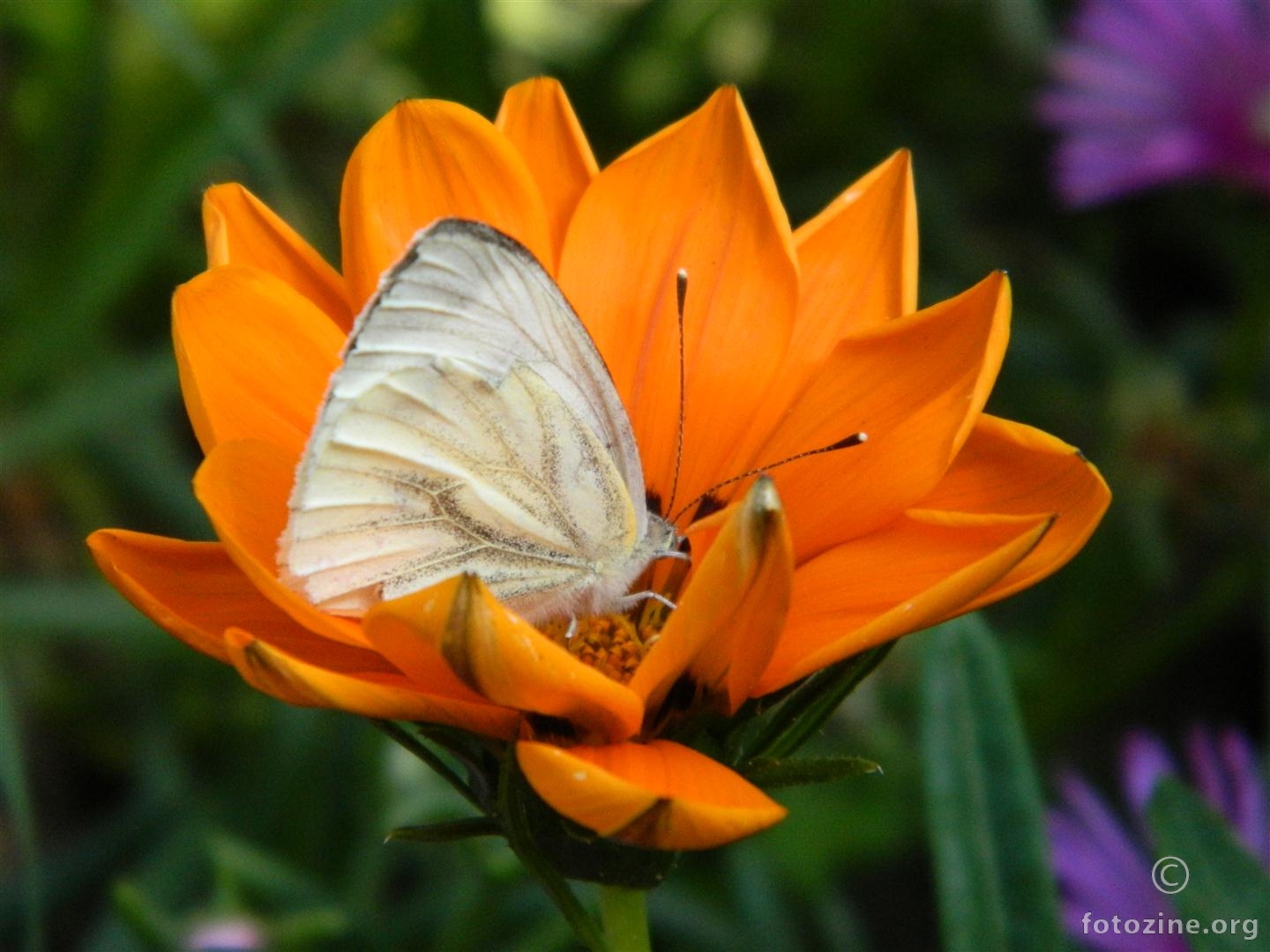 Leptir i cvijet 