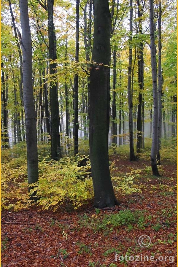 Autumn in Medvednica